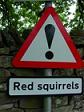 Beware of red squirrels?