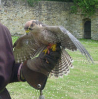 Lannet falcon