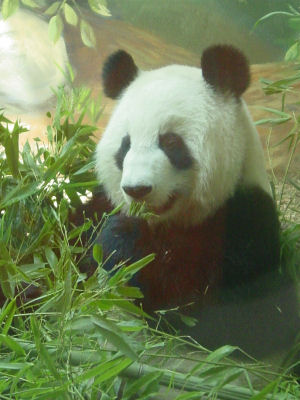 Panda at Zoo Atlanta